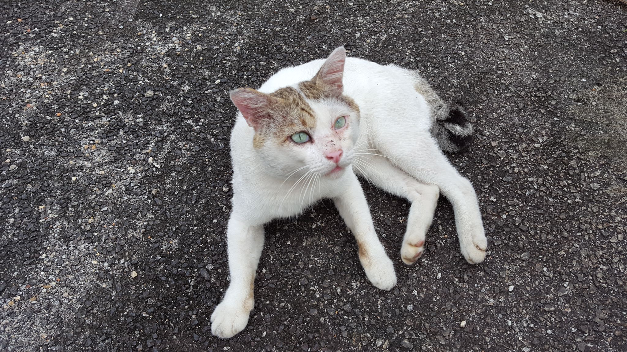 Meet Muscles, one of the big male cats on our street. We tend to visit this bruiser often as he is quick to the punch and thus often in need of assistance.