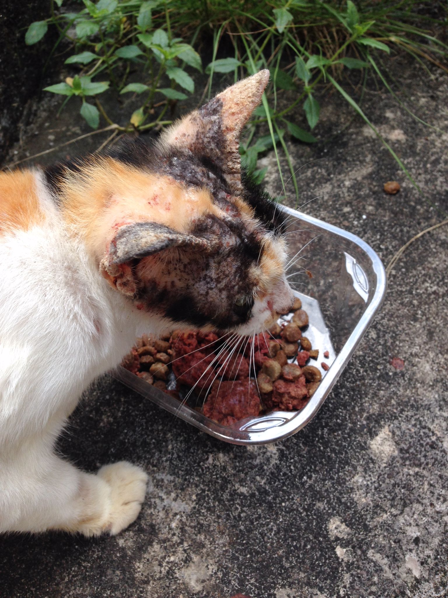 Our dear Flower who lives in a gutter behind our house, she was suffering from mange and needed just a bit of help.