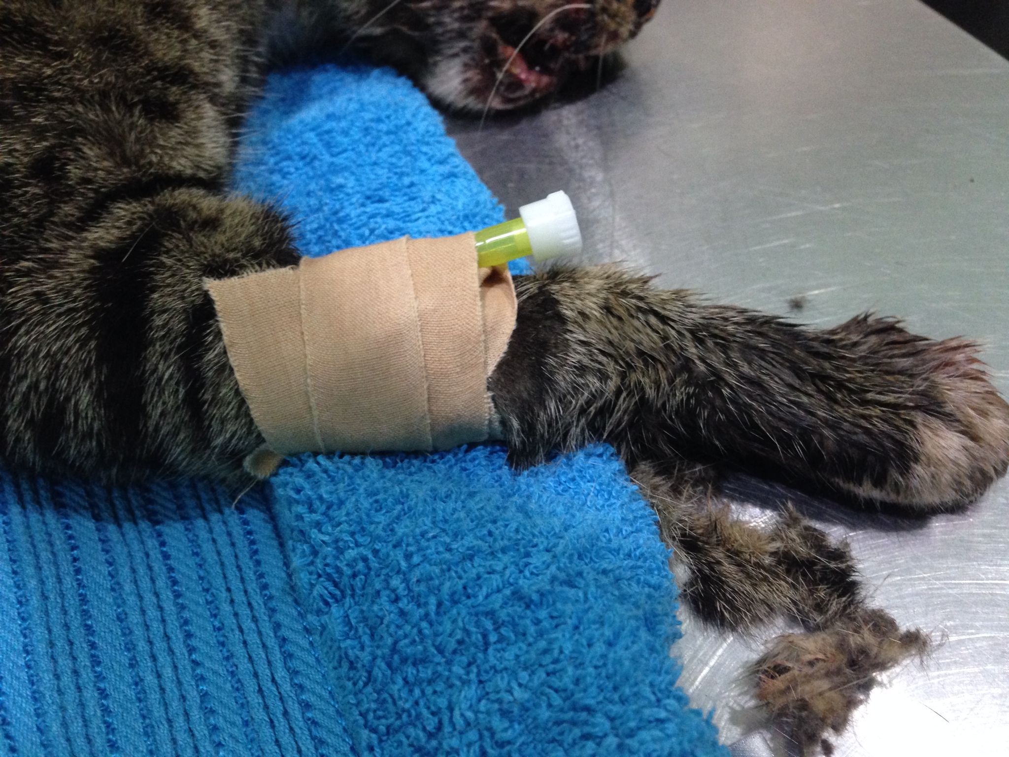 Cougar had to stay a few days in the clinic under tight observation until the end of his critical phase before we can bring him home and begin his recovery.