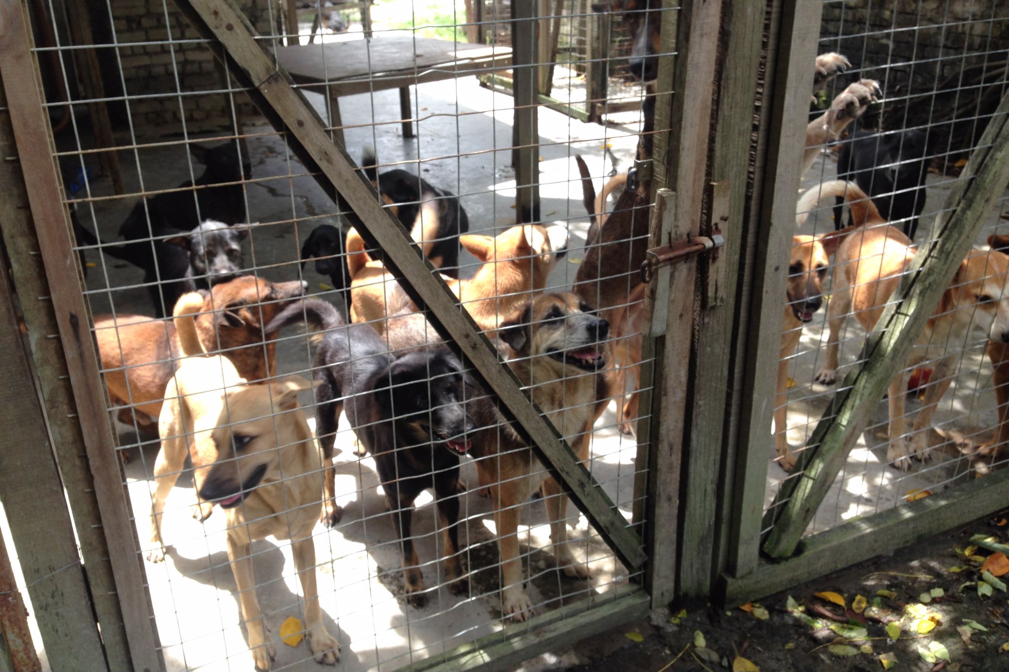 Basic necessities and cleanliness are taken care of but you can make a change and give them a quality of life that is even better by joining cumulative effort to tackle overpopulation problem and adopt instead of buying. 