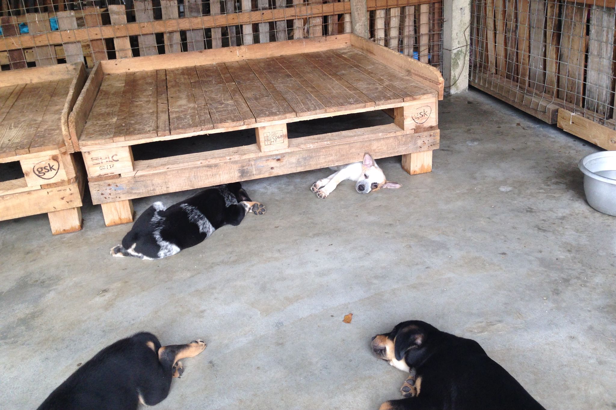  This group of puppies was just abandoned one week ago when this picture was taken. These affable companions at a caring shelter here in Selangor are all waiting for a loving family to take them home. 