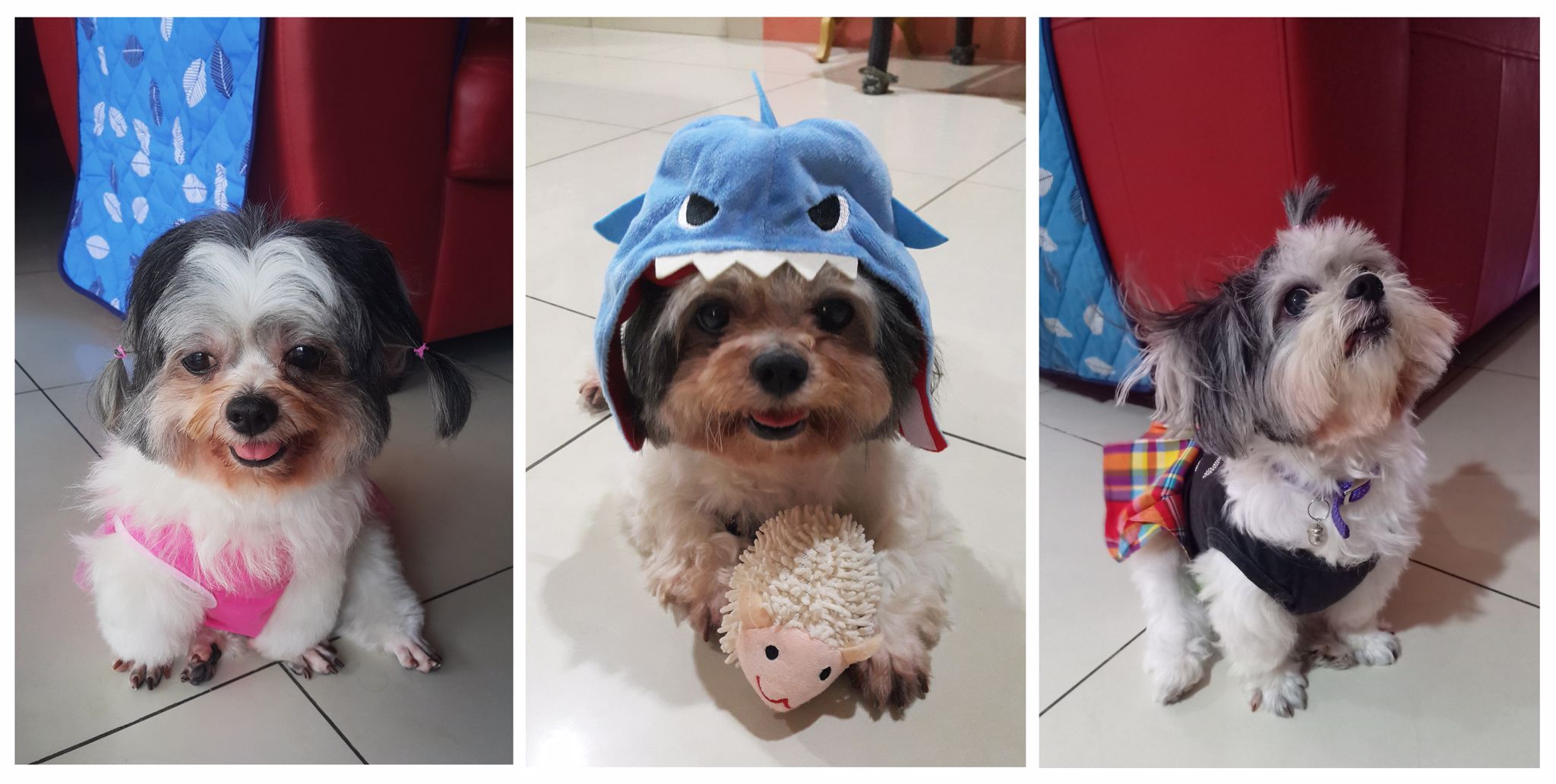 Here are the many faces and antics of our beloved Baby. Sometimes she comply, other times, if you look at the photo on far right, that