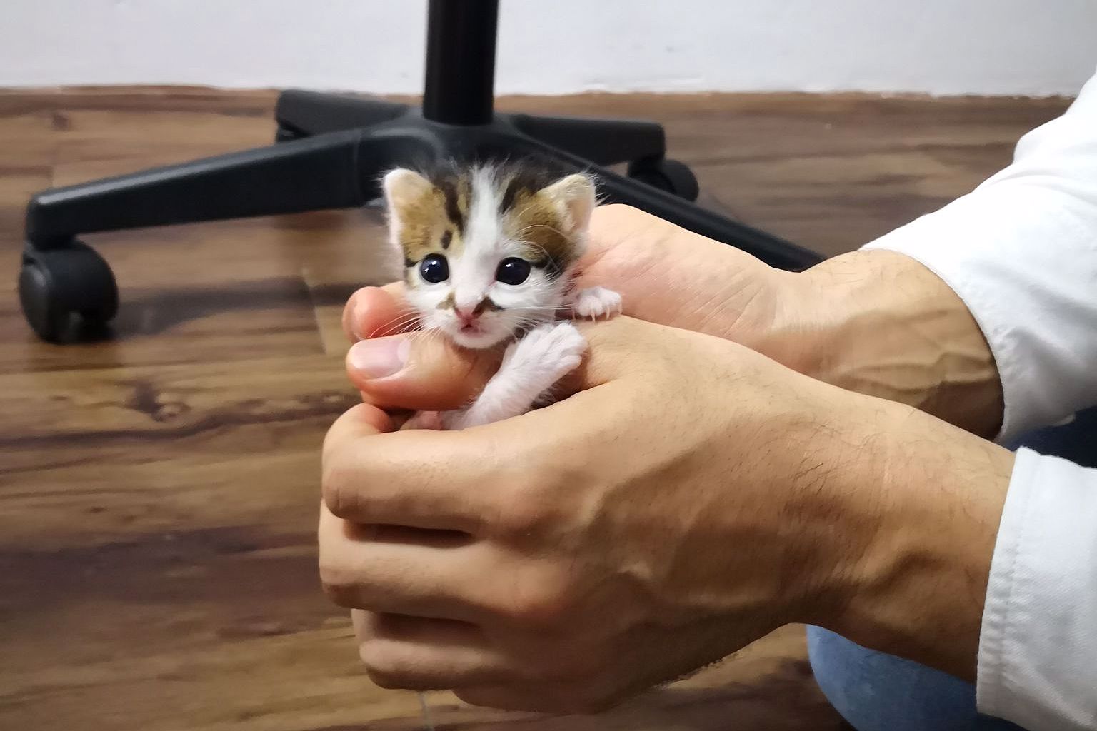 Since he needs to be fed every 2 to 3 hours, he is brought to the office which he got really comfortable of as he runs and play around in our meeting room.